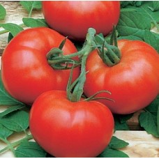 Томат Эффект