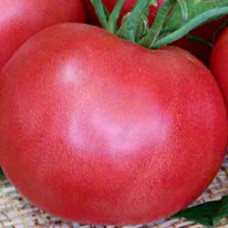Томат Легионер F1
