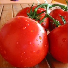 Томат Ловкий F1