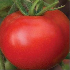 Томат Маршал F1