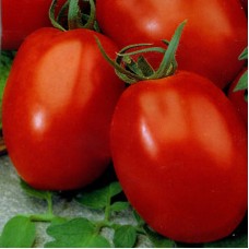 Томат Ника F1