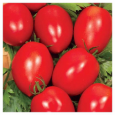 Томат Новичок