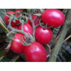 Томат Новичок розовый