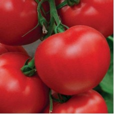 Томат Пегас F1
