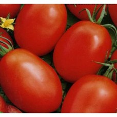 Томат Победитель