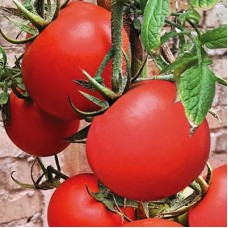 Томат Подарочный