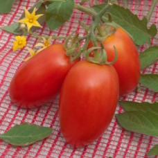 Томат Рио спринт F1