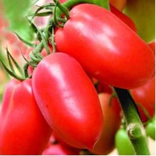 Томат Сладкий фонтан F1