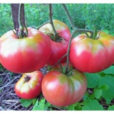 Томат Сударь F1