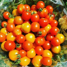 Томат Терек F1