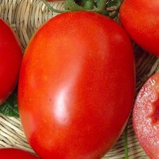 Томат Ударник F1