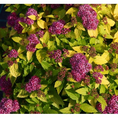 Корни - купить с доставкой по выгодным ценам в интернет-магазине OZON (738391673