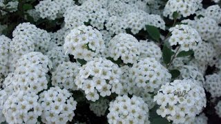 Медовая невеста. Спирея Вангутта/ Honey bride. Spiraea vanhouttei