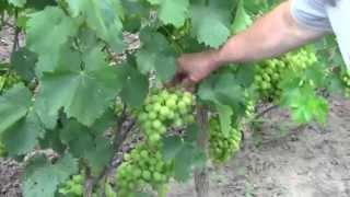 ВИНОГРАД СУПЕР ЭКСТРА . Зеленый виноград. Белый виноград