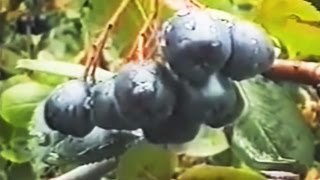 Черноплодная рябина (арония). Полезные свойства и применение аронии черноплодной