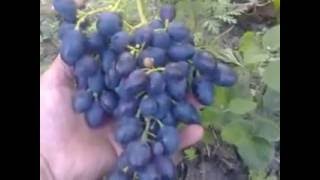 Виноград Надежда АЗОС