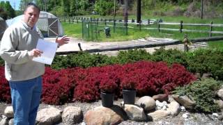 Berberis T. Golden Ruby @ LCN