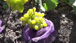 Сорта винограда. Супер Экстра. Виноград 2014.