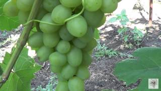 Сорта винограда. Супер Экстра. Виноград 2015.