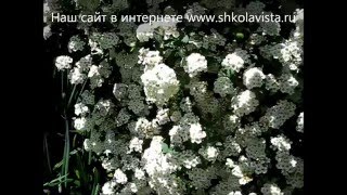 Спирея Вангутта