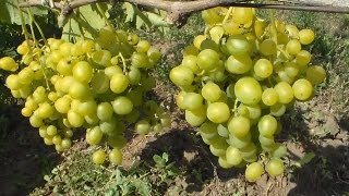 Виноград Супер Экстра