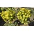 Виноград плодовый Супер-Экстра