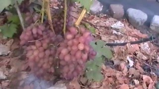 Сорт винограда кишмиш Лучистый - сезон 2015