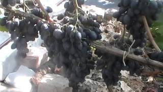Сорт винограда "Надежда АЗОС" урожай 2015