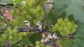 Сорт винограда "Супер экстра" - сезон 2016