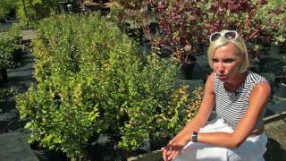 Живые изгороди: Кизильник блестящий (Cotoneaster Lucidus)