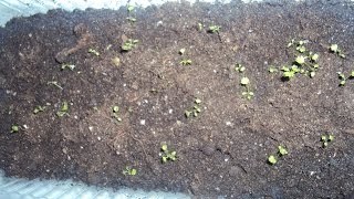 Земляника ремонтантная ч. 5 сорт "Желтое чудо"