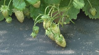 Земляника из семян 