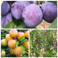 Дерево-сад (2-3х, 3-4х летка) слива 2 сорта  Волжская красавица - Заречная желтая