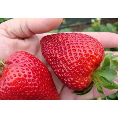 Земляника садовая Геркулес Земляника садовая Геркулес