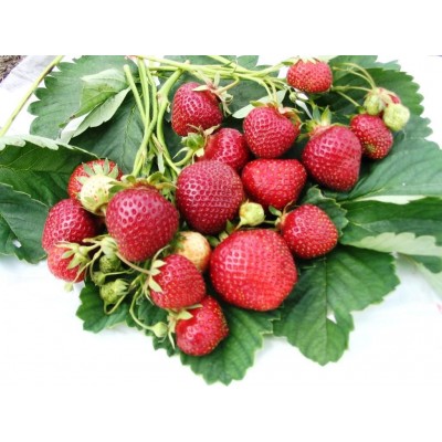 Земляника садовая Зенкора