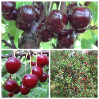 Дерево-сад (2-3х, 3-4х летка) вишня 2 сорта Жуковская -Тургеневка